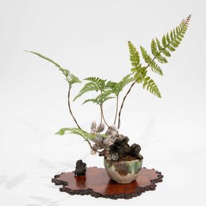 石化シノブ,盆栽の画像