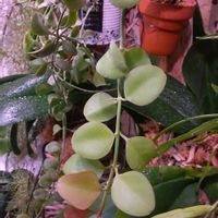 ディスキディア,ディスキディア ヌンムラリア,着生植物,植物のある暮らし,でけたしこ園芸の画像