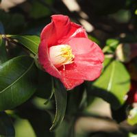 ツバキ,ピラカンサ,アカハラ,山野草,野鳥の画像
