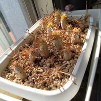 パキポディウム・グラキリス,パキポディウム属の画像