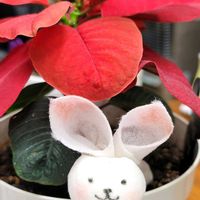 ポインセチア,ポインセチア　クリスマスマウス,北海道,寒冷地,キュンキュン乙女倶楽部の画像