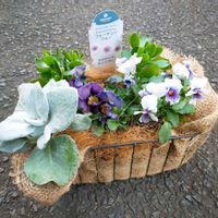 パンジー,ビオラ,オステオスペルマム,寄せ植え,鉢植えの画像