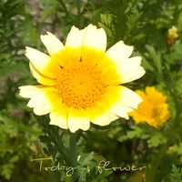 シュンギク,春菊,菊菜,いい香り,ビタミンカラーの画像