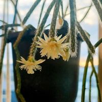 リプサリス,リプサリス,リプサリス　シュガーフロスト,観葉植物,リプサリス属の画像