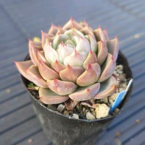 多肉植物,エケベリア属,実生,交配種,多肉大好きの画像