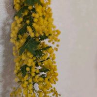 ミモザの画像