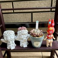 ビンセントカトー,多肉植物,リメ鉢,福箱,GSのみなさんに感謝♡の画像