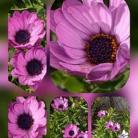 クリスマスローズ,バラ,オステオスペルマム,比叡山…の画像