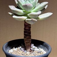 名なしエケベリア,エケベリア属,多肉植物 エケベリア,ゆうゆうグリーン,エケベリア女子の画像