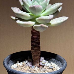 名なしエケベリア,エケベリア属,多肉植物 エケベリア,ゆうゆうグリーン,エケベリア女子の画像