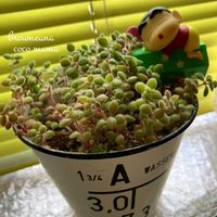 アロマティカス,ブロウメアナ,キュンキュン乙女倶楽部,HTC,富山支部の画像