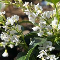 ハーデンベルギア,バラ ニューウェーブ,ローブデコルテ,トロイメライ,バラ　海(カイ)の画像