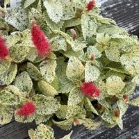 オキナグサ,斑入りキャットテール,ボッコロ,多肉植物,新入りさんの画像