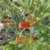 バンクシアの画像