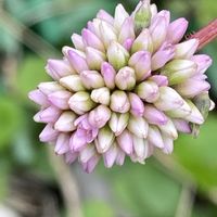 ポリゴナム（ヒメツルソバ）,鉢植え,グランドカバー,小さな庭の画像