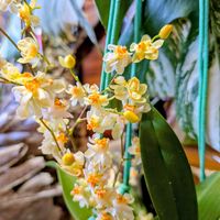 オンシジューム,オンシジューム　トゥインクルの画像