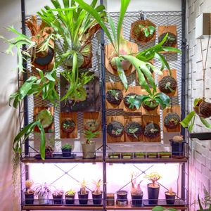 塊根植物,苔テラリウム, ビカクシダ,ビカクウォール,リビング・ダイニングの画像