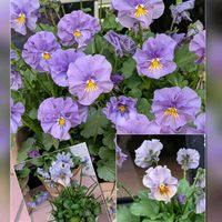 キク,パンジー・ビオラ,ビオラ,マツバギグ,美容室の前で…の画像