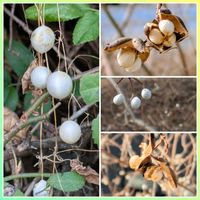 スズメウリ,スズメウリ,ナンキンハゼ,ナンキンハゼ,花のある暮らしの画像