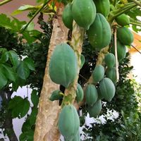 パパイア,パパイア,パパイヤ,パパイヤ,沖縄の画像