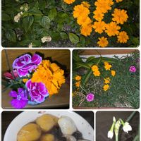 スイセン,ダイアンサス,マリーゴールド,ランタナ,花のある暮らしの画像