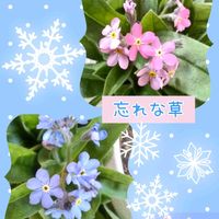 ワスレナグサ,꒰ღ˘◡˘ற꒱かわゅ~,愛らしい♡,繋がりに感謝✨,ちっちゃいものクラブの画像