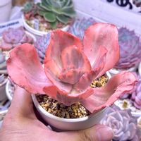 エケベリア エンジェルウイング,成長記録 エンジェルウイング,エケベリア フラミンゴ錦,斑入り多肉,LED栽培の画像