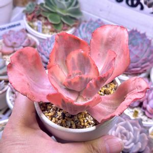 エケベリア エンジェルウイング,成長記録 エンジェルウイング,エケベリア フラミンゴ錦,斑入り多肉,LED栽培の画像