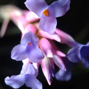 チランジア,ビザール プランツ,ブロメリア,ビザールプランツ,エアープランツ/チランジアの画像