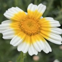 シュンギク,春菊,キク科,お散歩中の画像