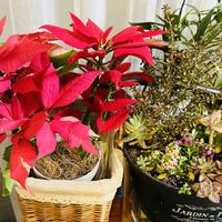 エリシマム,ポインセチア,かわいい,花のある暮らし,小さな幸せ♡の画像