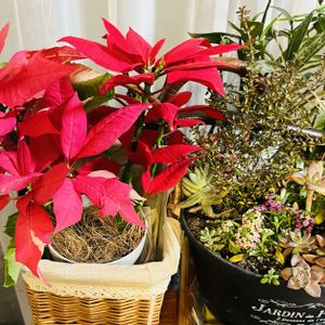 エリシマム,ポインセチア,かわいい,花のある暮らし,小さな幸せ♡の画像