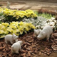 シロタエギク,ポインセチア,ミニシクラメン,ダドレア グリーニー,ダドレア グリーニーの画像