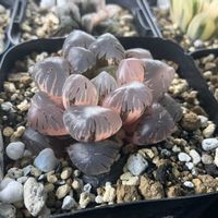 オブツーサ,ハオルチア,斑入り,オブツーサ玉露錦,多肉植物の画像