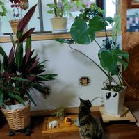 モンステラ,ガーデニング,花のある暮らし,ｵｹﾂの日,さびの日の画像