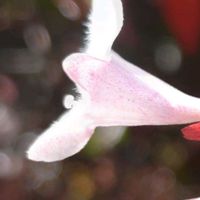アベリア,ピンク,ピンクの花,大好きな花,シルエット❤︎の画像