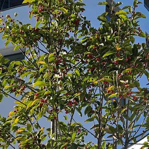 ソヨゴ,おでかけ先の画像