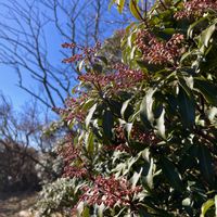 アセビ,苔(コケ),ササ,常緑低木,山野草の画像