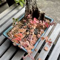 ミセバヤ,多肉植物,セダム属,新芽,山野草の画像