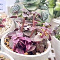 クラッスラ ジンガールブラ,クラッスラ ジンガールブラ錦,クラッスラ 江戸小町錦,斑入り多肉,LED栽培の画像