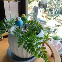 トキワシノブ,ミニ観葉,GS映え,GS日和,小さな庭の画像