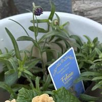 フェリシア,シクラメン　プティムーラン,キングフィッシャーデイジーの画像