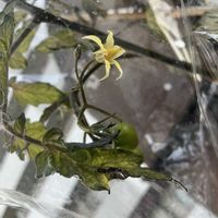 ミニトマト,ミニトマト,アンジェレ,アンジェレ,ミニトマト なるなるミニの画像