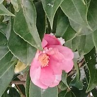 サザンカ,侘助,乙姫,乙姫椿,兼六園の画像