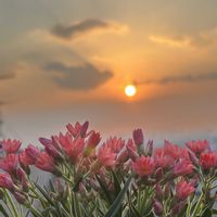 ヘリクリサム,ヘリクリサム,ピンクの花,空と花,庭の画像