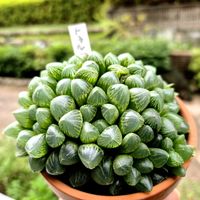 ハオルチア・トュルンカータ,花のある暮らし,多肉女子,たまには散歩しようねの画像