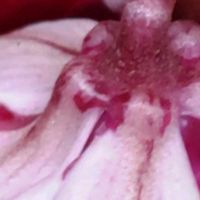 シクラメン,Thumbnail art WORKS,１８PICの画像