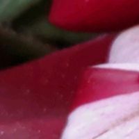 シクラメン,Thumbnail art WORKS,１８PICの画像