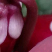 シクラメン,Thumbnail art WORKS,１８PICの画像