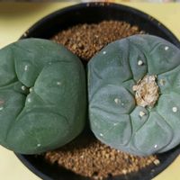 サボテン,ロフォフォラ,銀冠玉,多肉植物,植え替えの画像